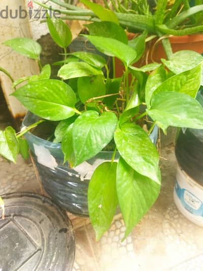 money plant  ( Indoor plant )