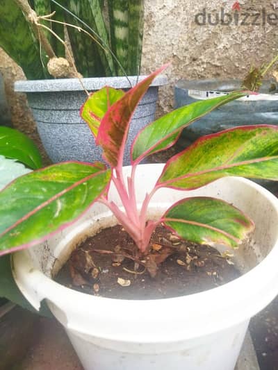 Aglaonema.