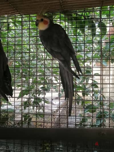 Young Cockatiel Male