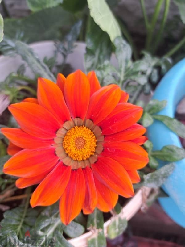 Gazania flowers ( orange and rose) 0