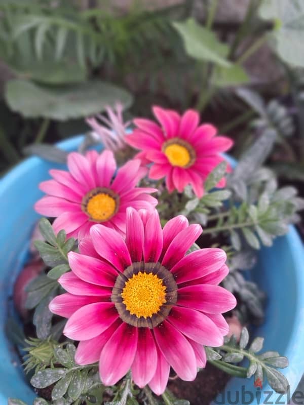 Gazania flowers ( orange and rose) 1