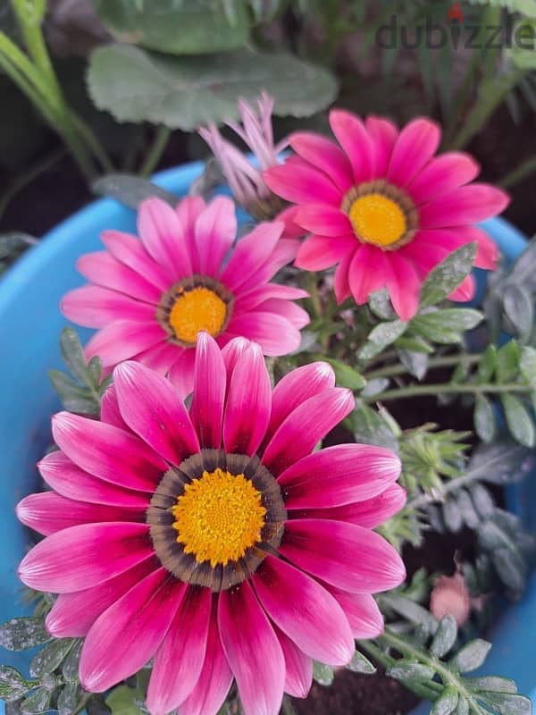 Gazania flowers ( orange and rose) 2