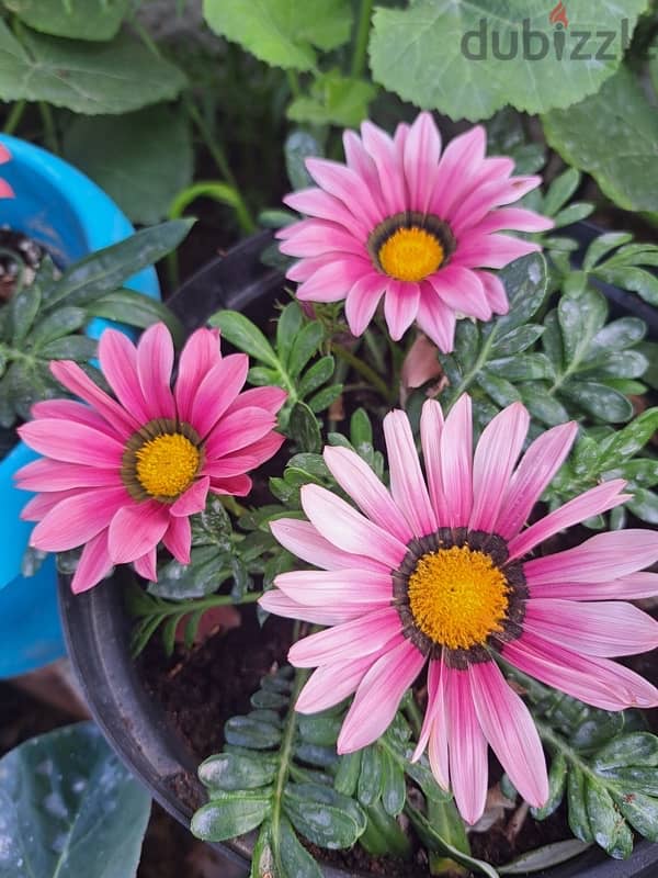 Gazania flowers ( orange and rose) 3