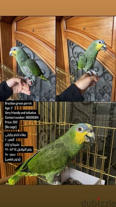 Brazilian green parrot / ‎ببغاء اخضر برازيلي