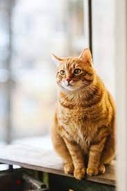 Orange cat available for sale