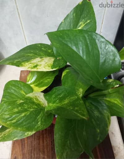 home grown plants for sale