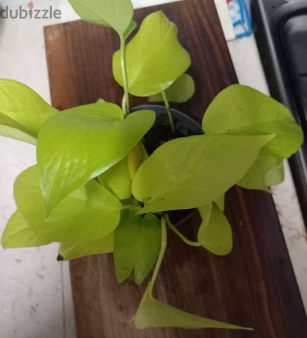 home grown plants for sale 4