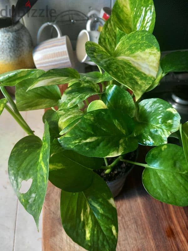 home grown plants for sale 5