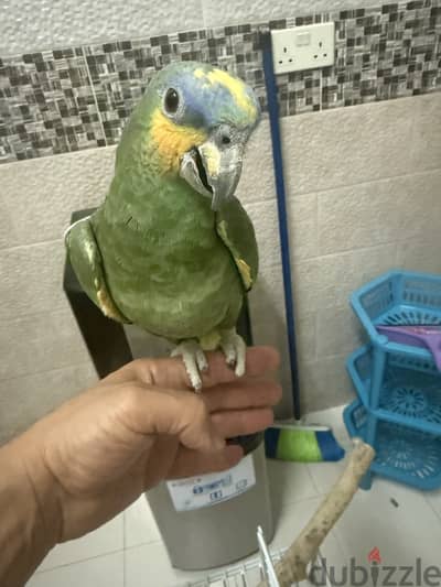 A well-behaved 9-month-old parrot