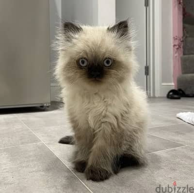 Himalayan kitten 3 month