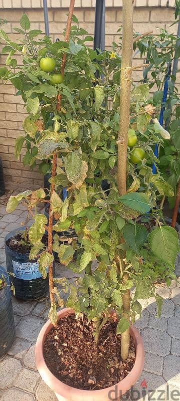 Fruited vegitable plants for sale 3