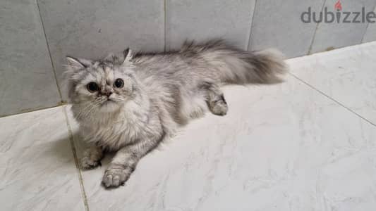 Turkish female kitten قطه تركيه