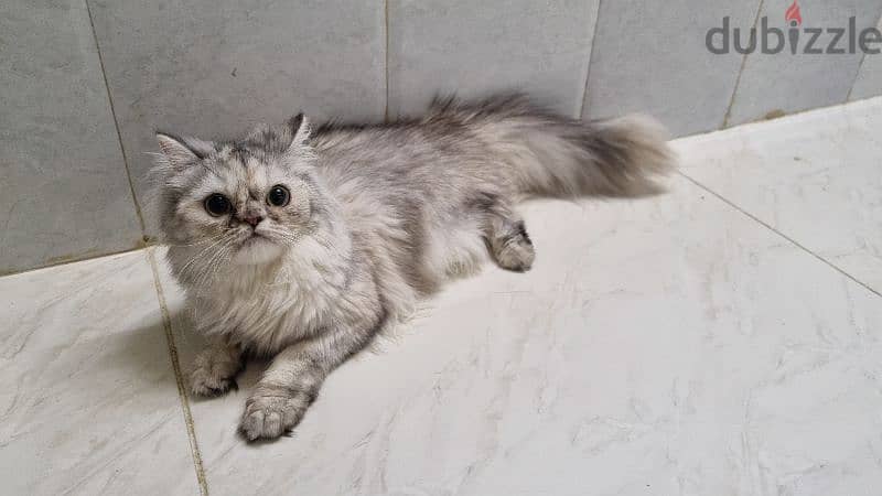 Turkish female kitten قطه تركيه 1