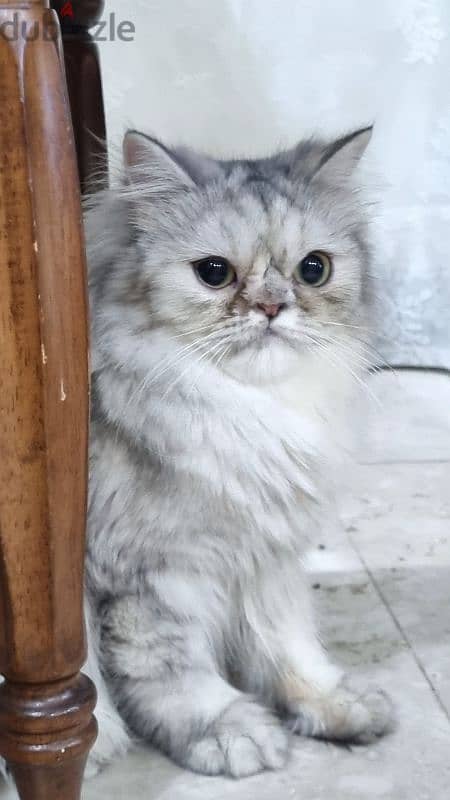 Turkish female kitten قطه تركيه 0