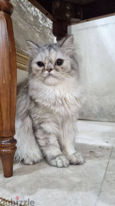 Turkish female kitten قطه تركيه 3