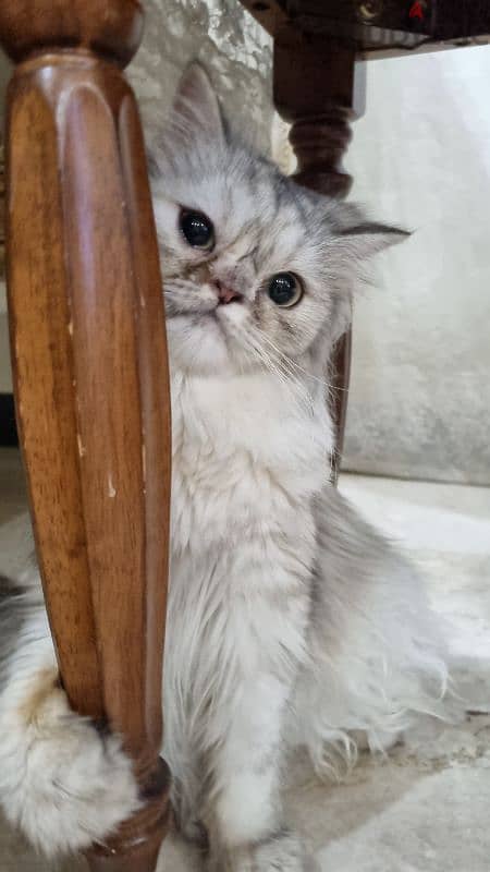 Turkish female kitten قطه تركيه 4