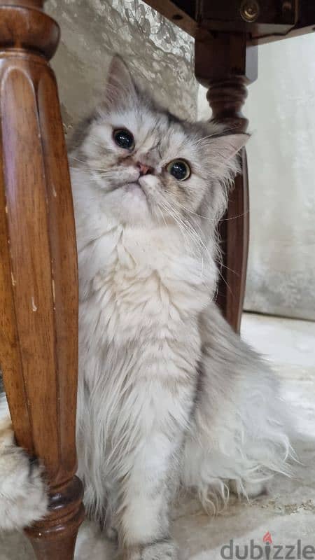 Turkish female kitten قطه تركيه 5