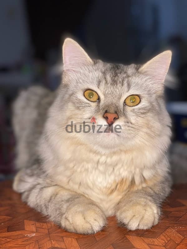 Male cat سنور الشرازي 2