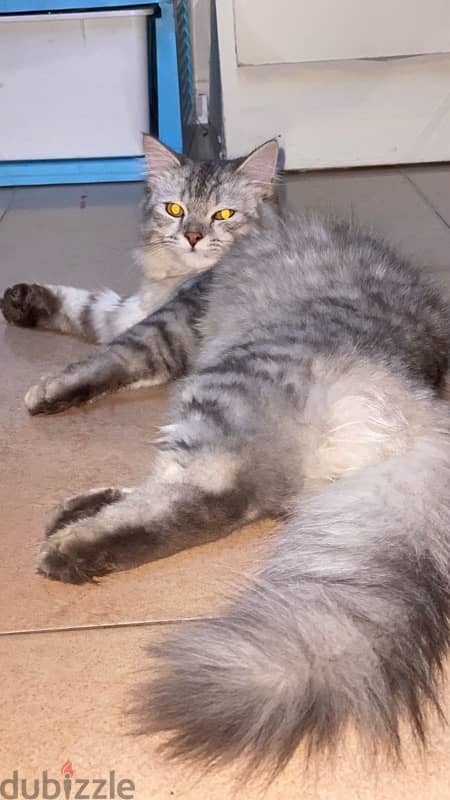 Male cat سنور الشرازي 3