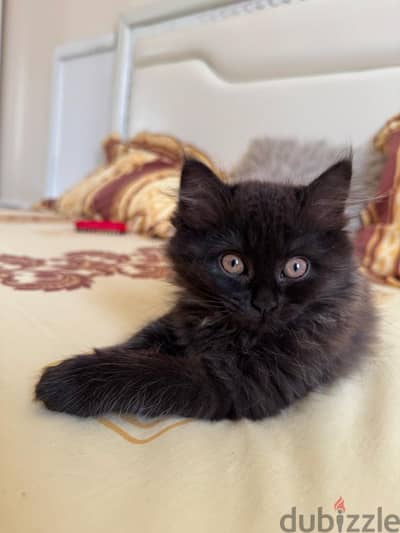 Scottish mix with Persian for sale