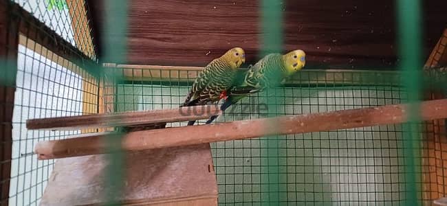 a green pair of parrots