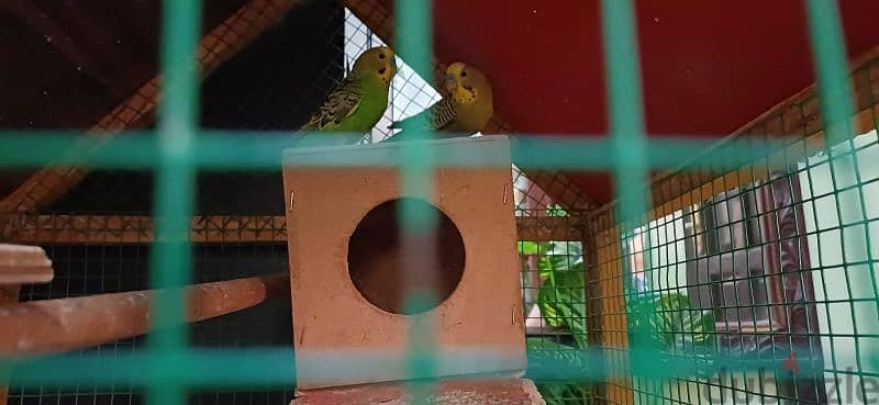 a green pair of parrots 1