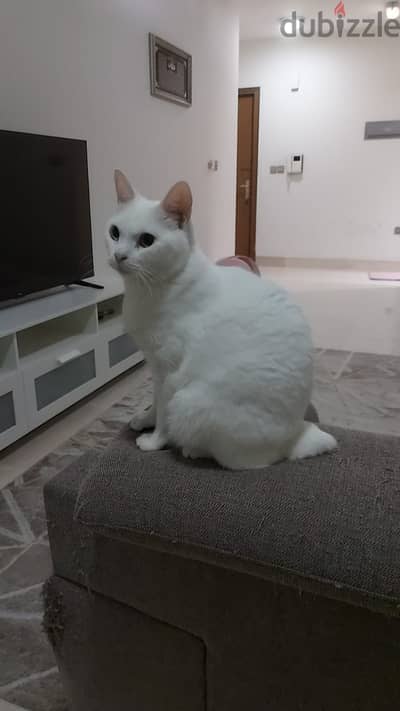 Turkish cat for adoption