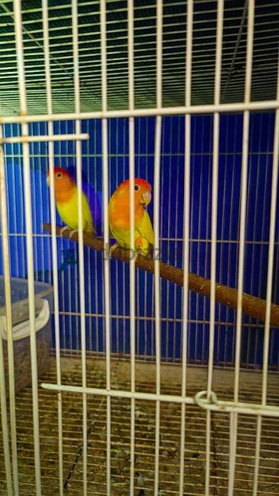 love bird