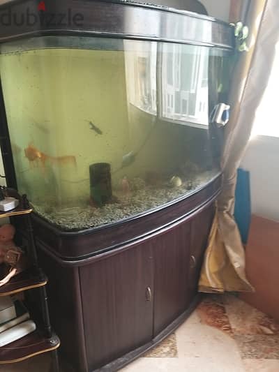 Fish Aquarium