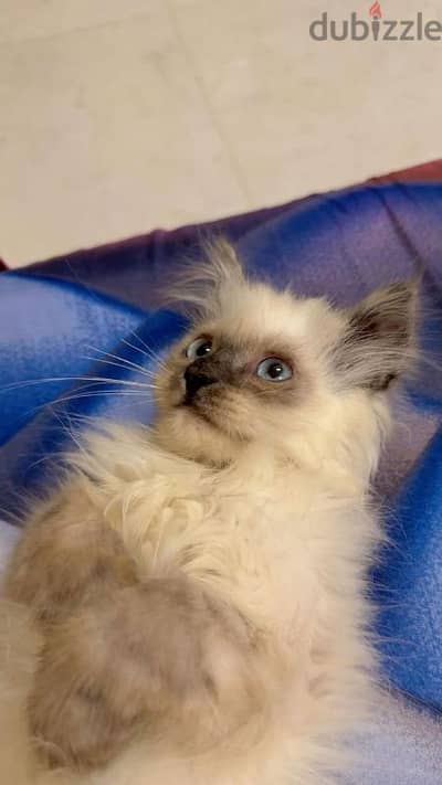 Himalayan kitten for sale