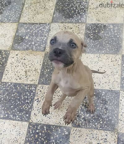 petbull male for sale 150 ro.