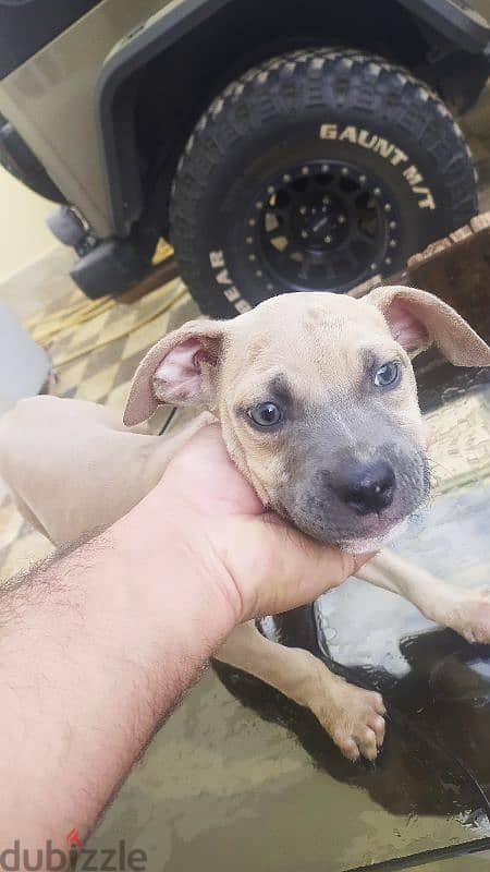 petbull male for sale 150 ro. 3