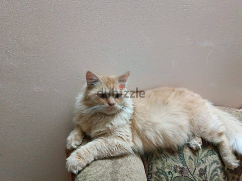 Persian Cat Male 3