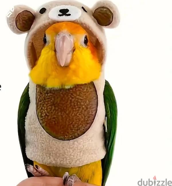 Caique Parrot (White Billy)–Friendly, Playful, and Quick Learner 5