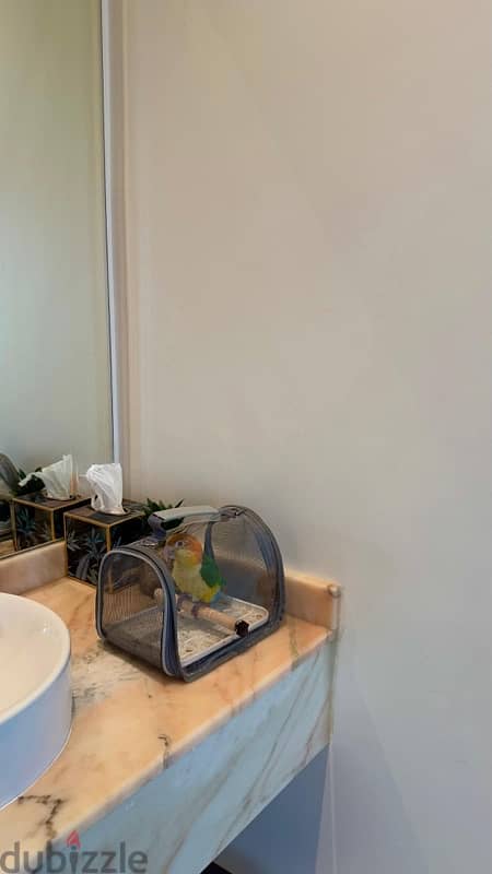 Caique Parrot (White Billy)–Friendly, Playful, and Quick Learner 4