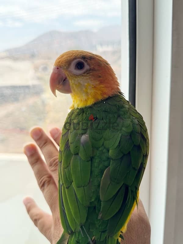 Caique Parrot (White Billy)–Friendly, Playful, and Quick Learner 2