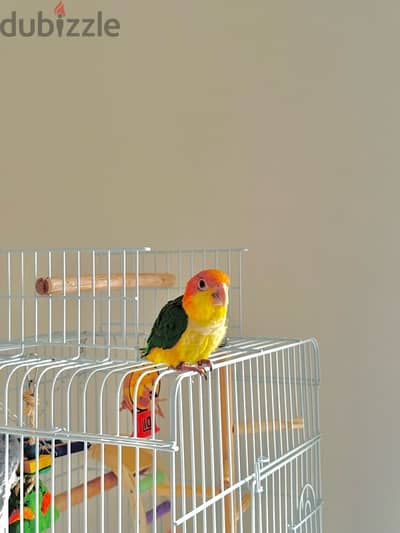 Caique Parrot (White Billy)–Friendly, Playful, and Quick Learner