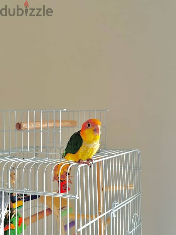 Caique Parrot (White Billy)–Friendly, Playful, and Quick Learner 0