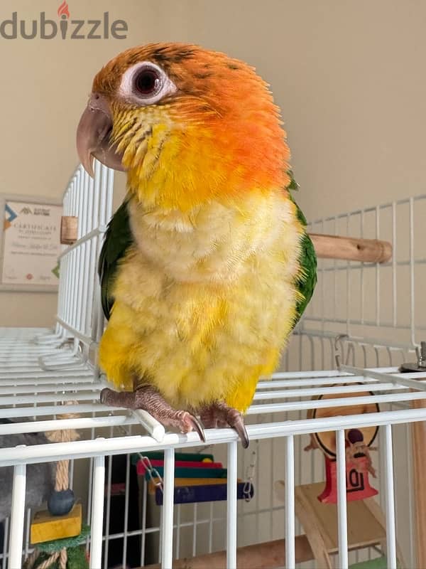 Caique Parrot (White Billy)–Friendly, Playful, and Quick Learner 1