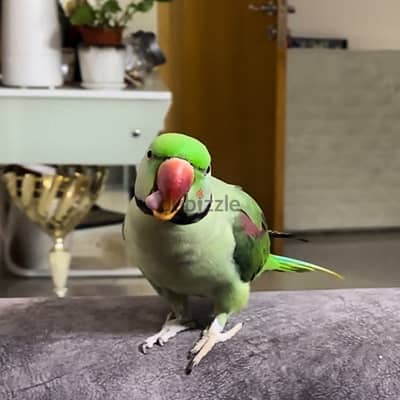 Hand tamed freindly alexandrian parrot for sale