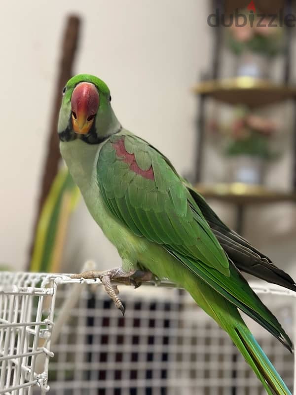 Hand tamed freindly alexandrian parrot for sale 1