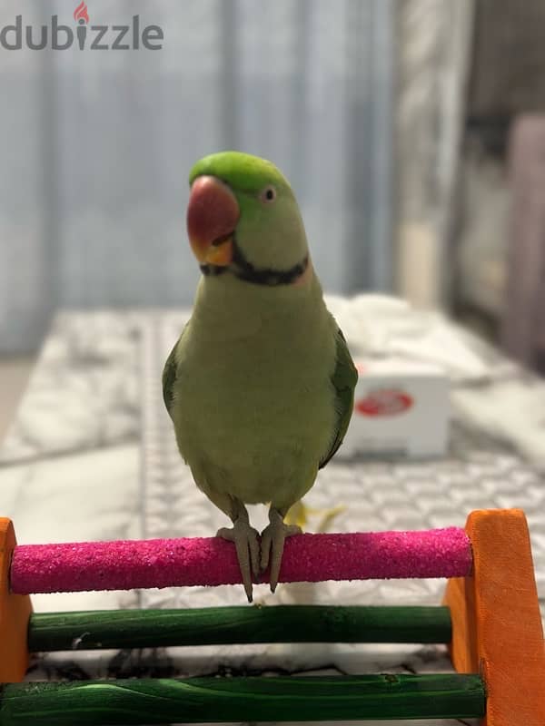 Hand tamed freindly alexandrian parrot for sale 2