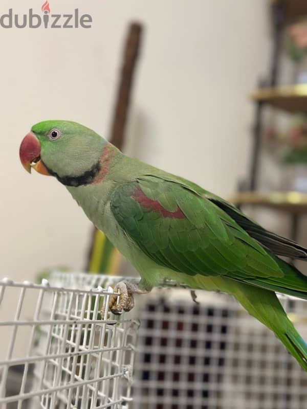 Hand tamed freindly alexandrian parrot for sale 3