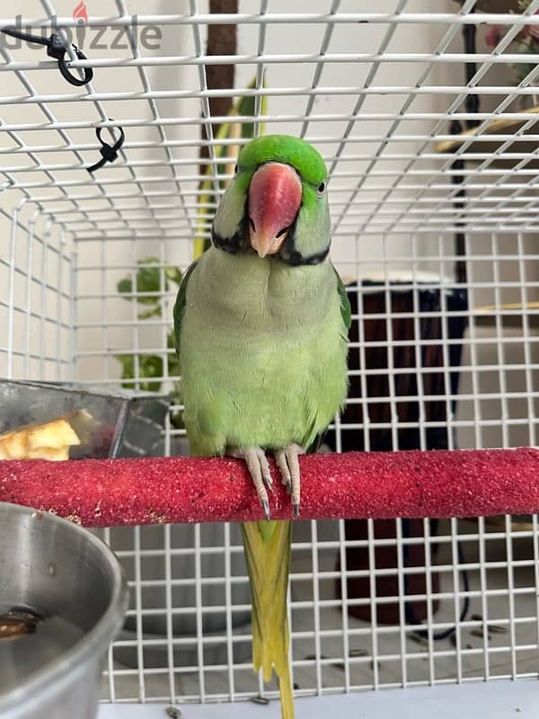 Hand tamed freindly alexandrian parrot for sale 4