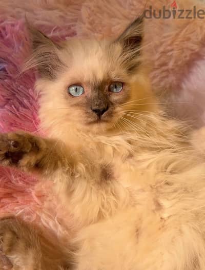 Himalayan Kitten 3 and half month old