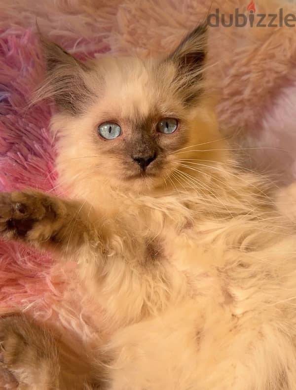 Himalayan Kitten 3 and half month old 0