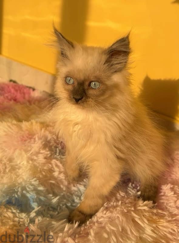 Himalayan Kitten 3 and half month old 1