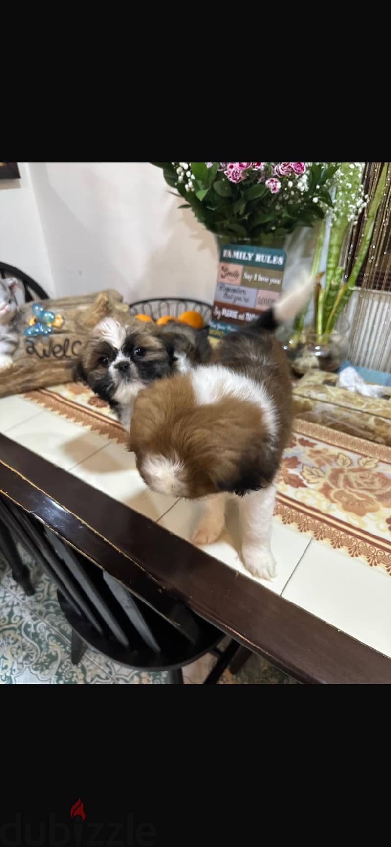 Shihtzu puppies 1