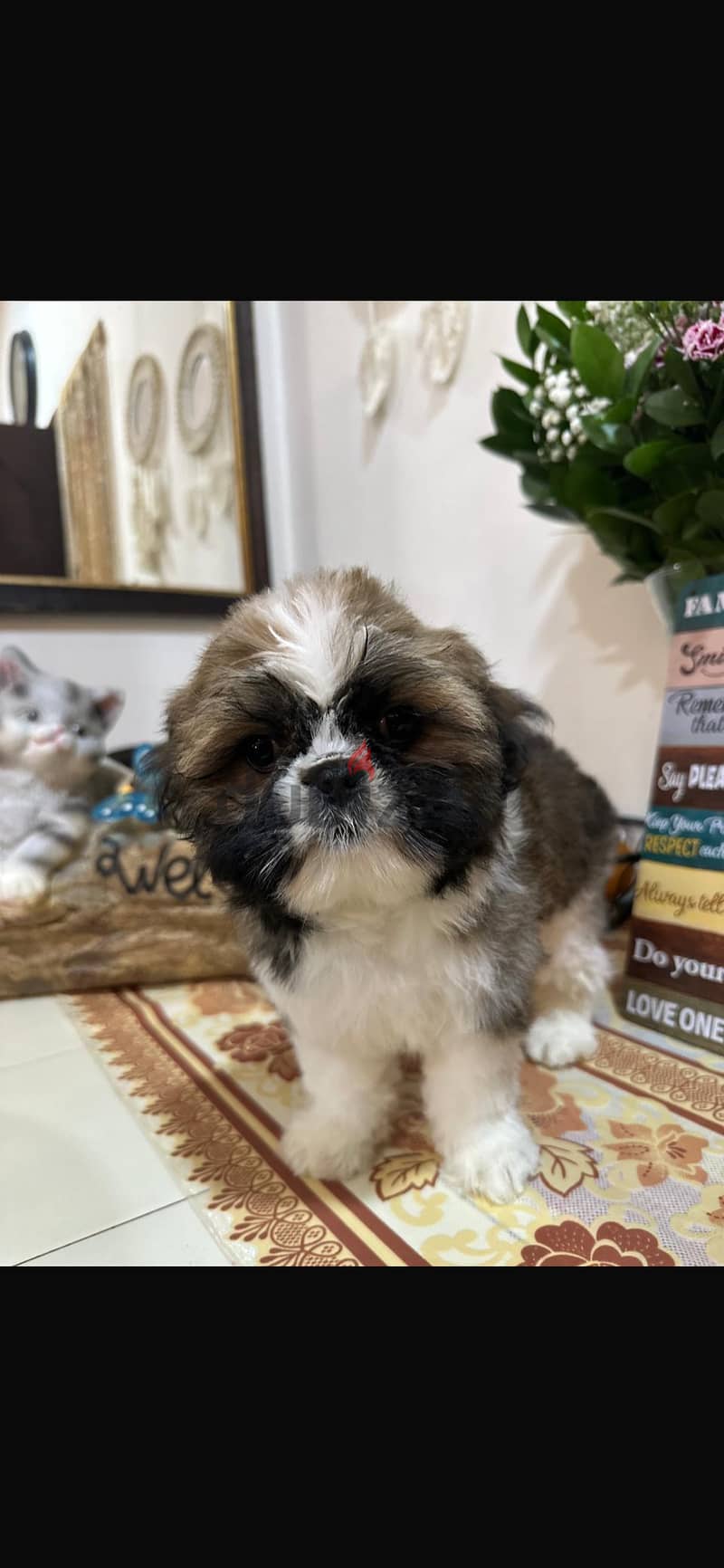 Shihtzu puppies 2