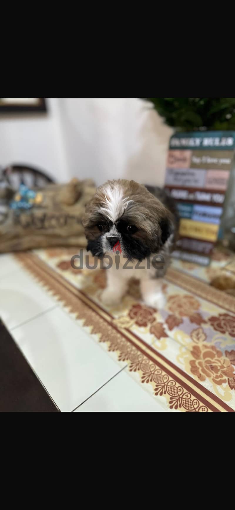 Shihtzu puppies 3